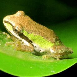 A small brown and green frog perched on a green leaf.